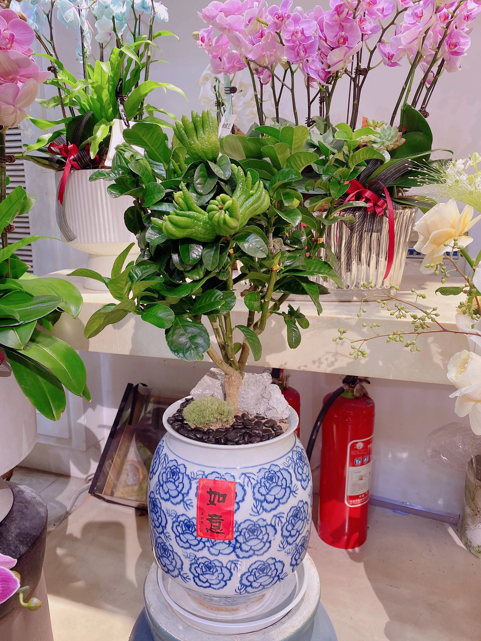 金佛手|慈溪花店 招财纳福 天然香薰 金佛手盆栽 超长待机