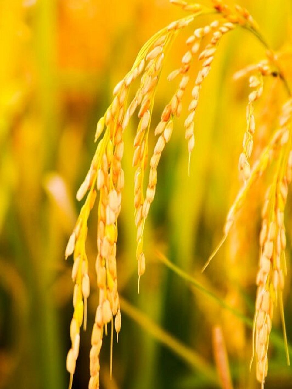 越是成熟饱满的稻穗,头垂的越低.