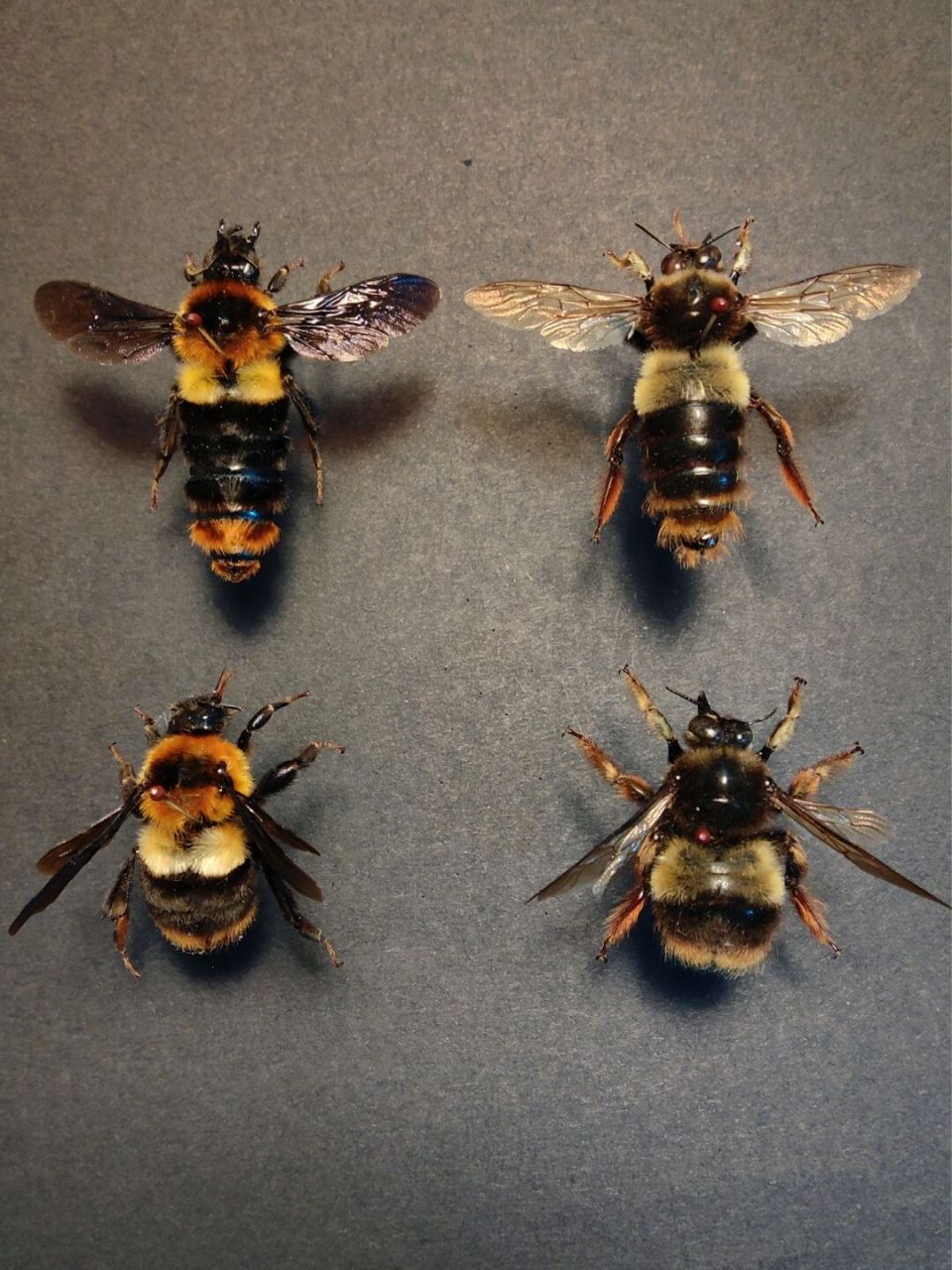 性感的胖子蜂——熊蜂vs木蜂 图上是两种绒毛色区