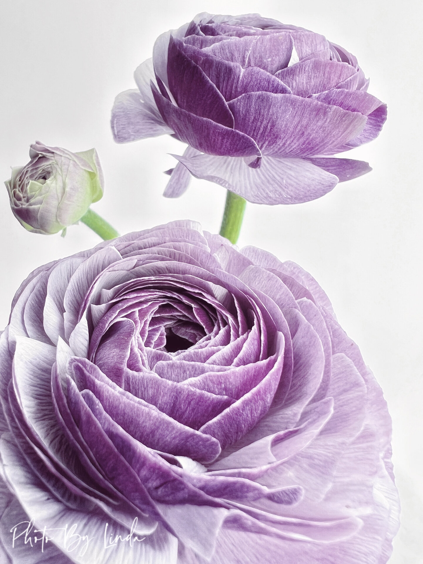 花瓣像洋葱一般层层叠叠 	 花色温柔迷人的紫色 	 999999洋牡丹