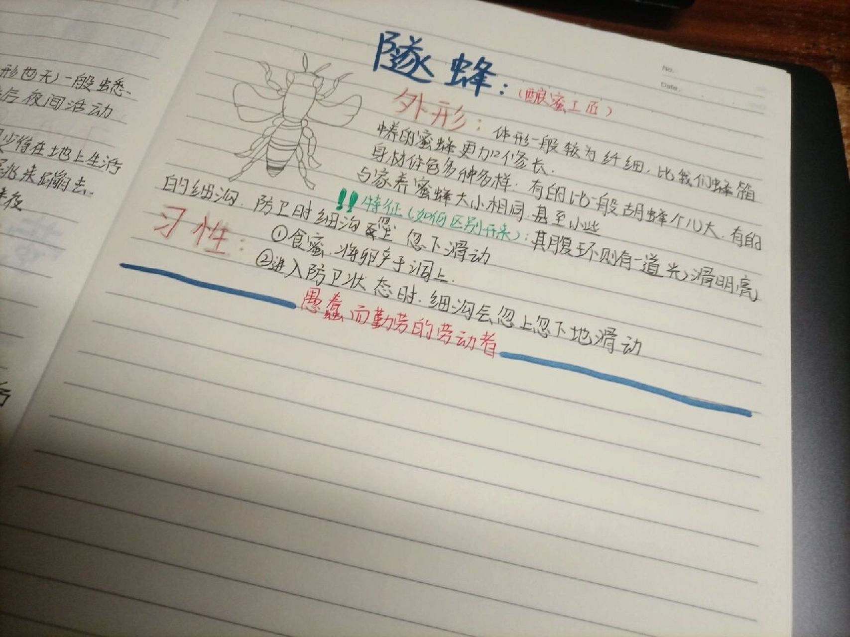 昆虫记昆虫档案(四)   舒氏西绪福斯蜣螂 象态橡栗象 小阔条纹蝶