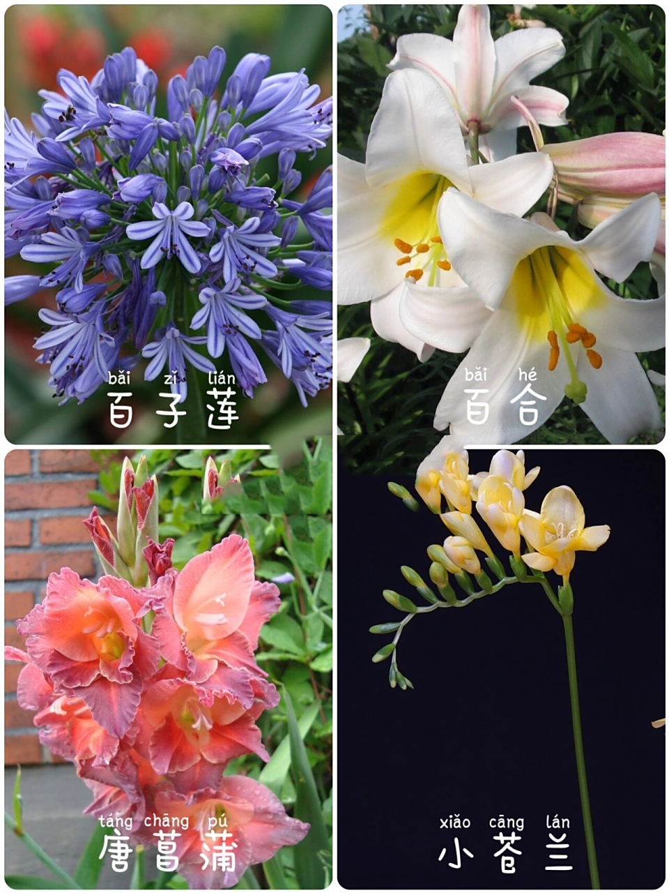 00常见的球根花卉有哪些以及如何分类 99球根花卉有很多种,一般都