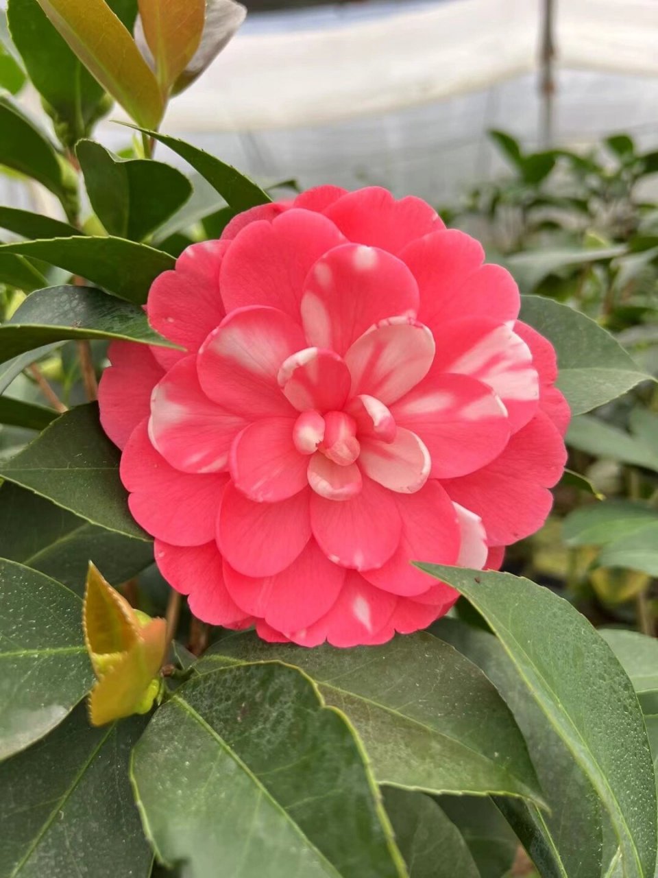 四季茶花 夏梦小璇 复色小璇 棕榈四季茶花到底有什么优势?