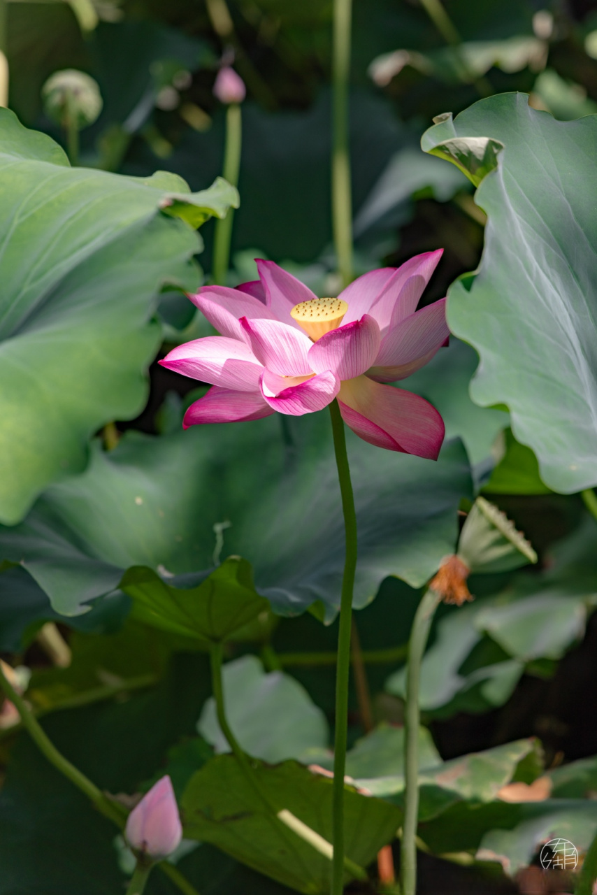 武汉人的赏荷基因又觉醒了# 马鞍山森林公园里的半山荷园,把江南水乡
