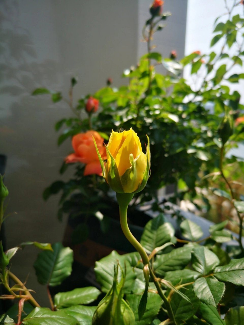 黄色系月季--黄金海岸 这种明亮黄色的月季选择不多,需要抗性好多季