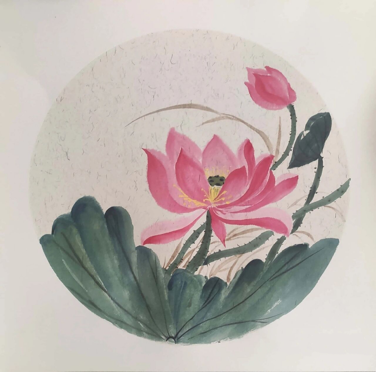 国画小白初学-荷花2(含步骤图) 16615荷花,花苞:曙红加水 266