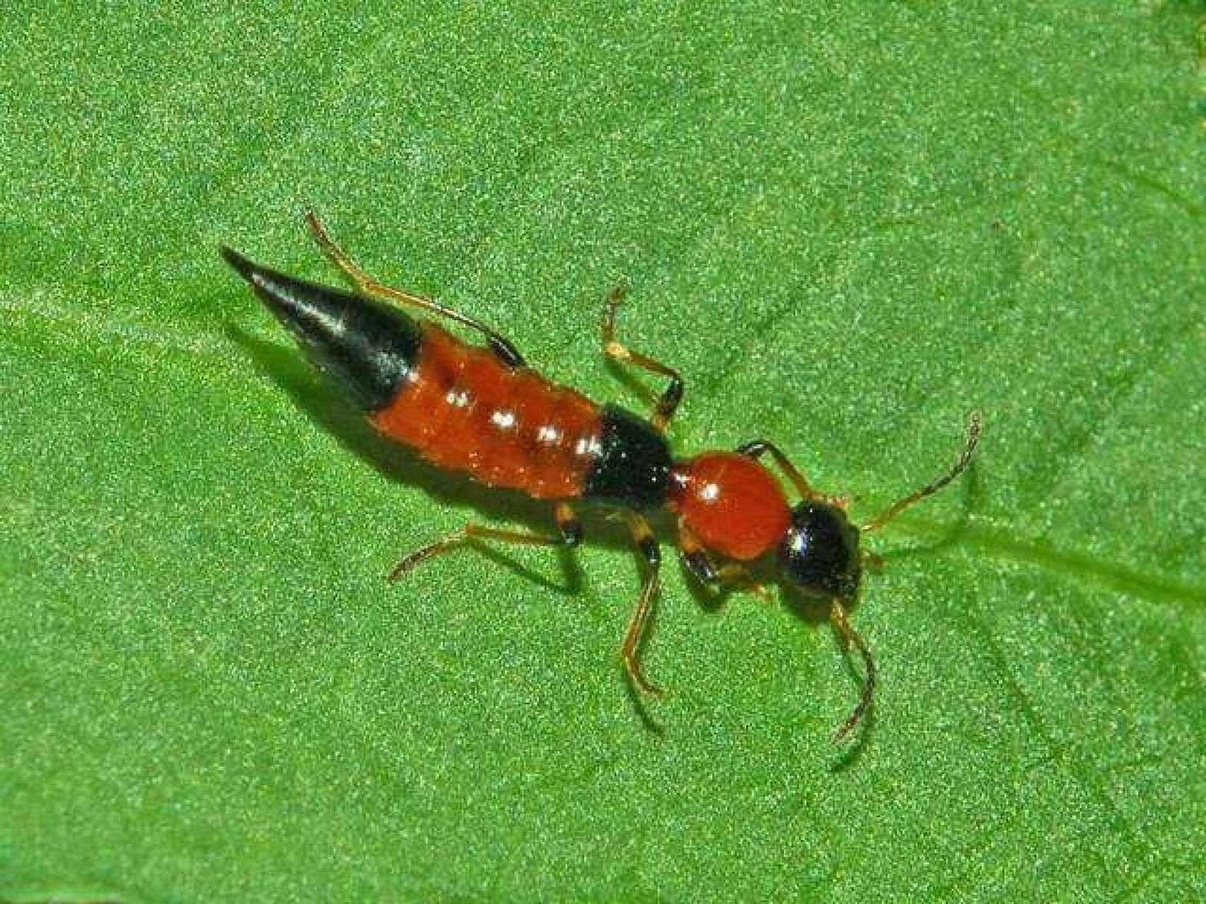 隐翅虫(rove beetle)又被称为影子虫,青腰虫,是鞘翅目隐翅虫科