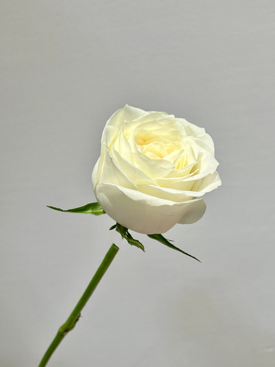 每天带你认识一种花材|白雪山玫瑰 72157215花材:白雪山玫瑰