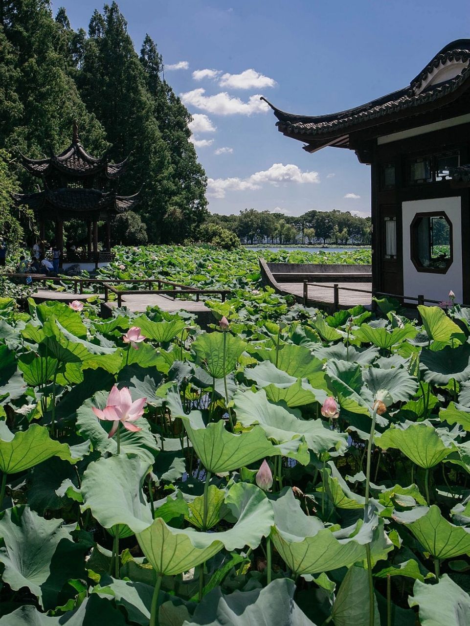 夏天的西湖,可能近一半在曲院风荷 曲院风荷在南宋时即为西湖十景之一