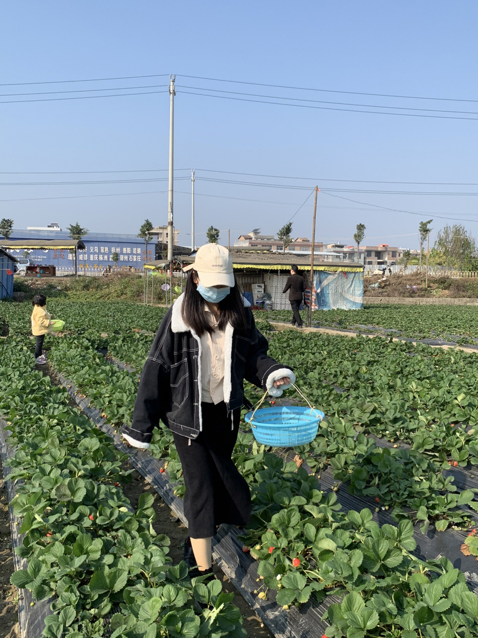 广西玉林 天气晴朗7715,宜摘草莓91