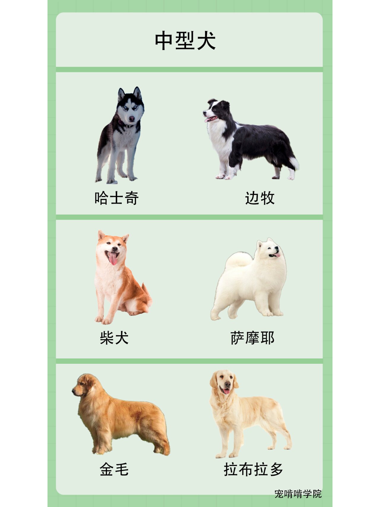 各种犬类图片 品种图片