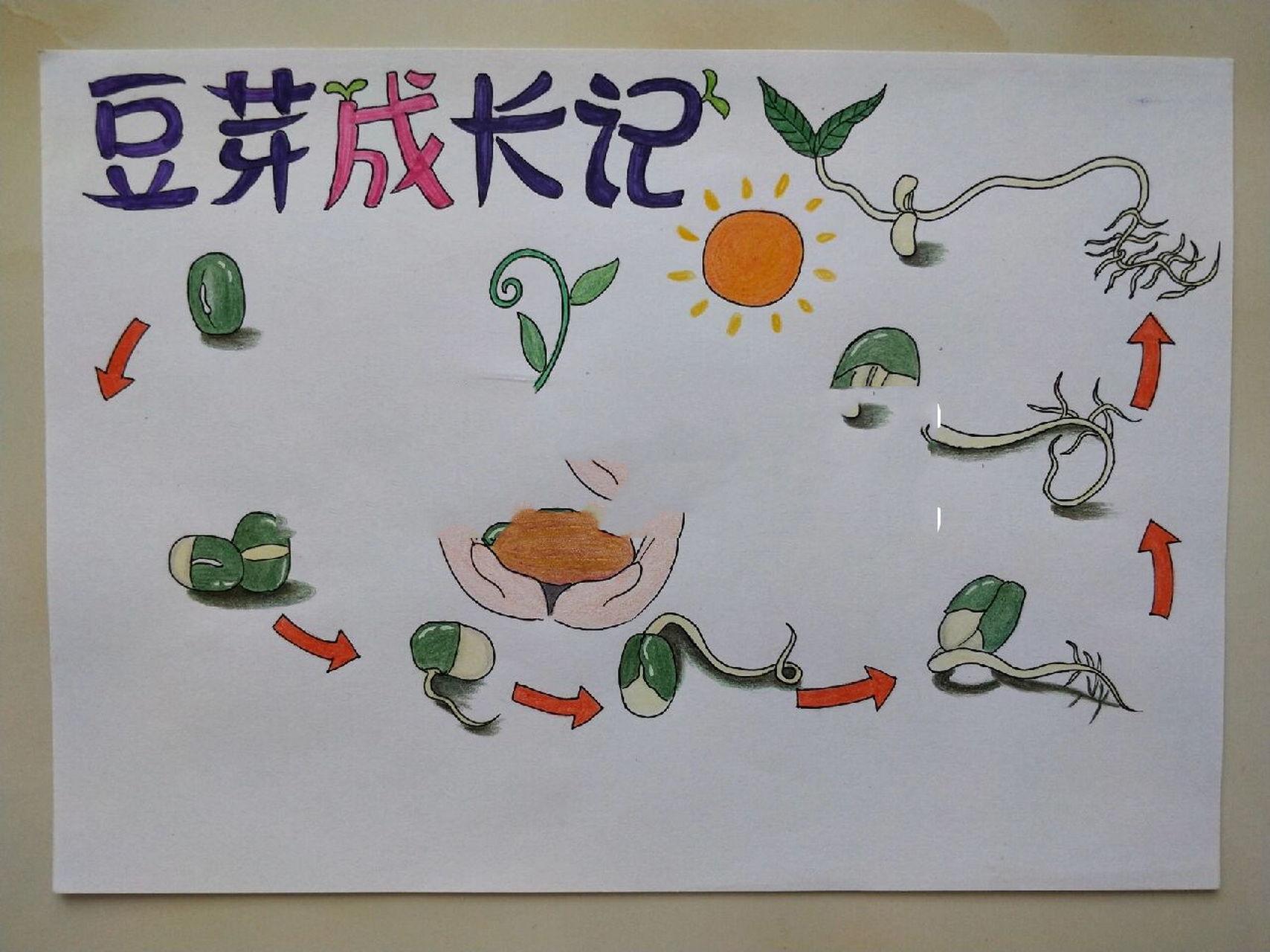 植物生长笔记 #豆芽生长记