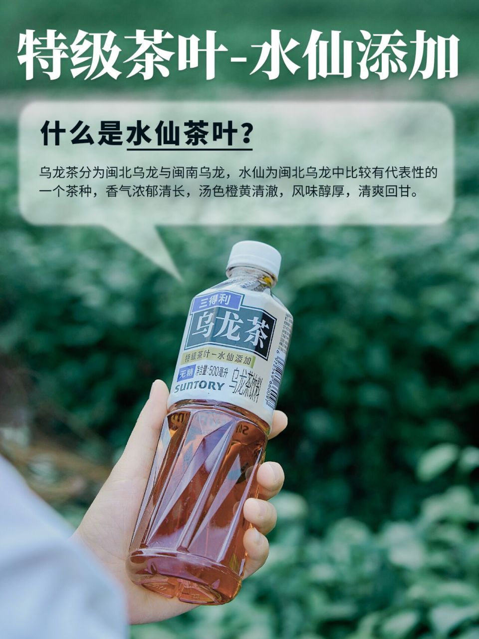 乌龙茶分为闽北乌龙与闽南乌龙, 水仙为闽北乌龙