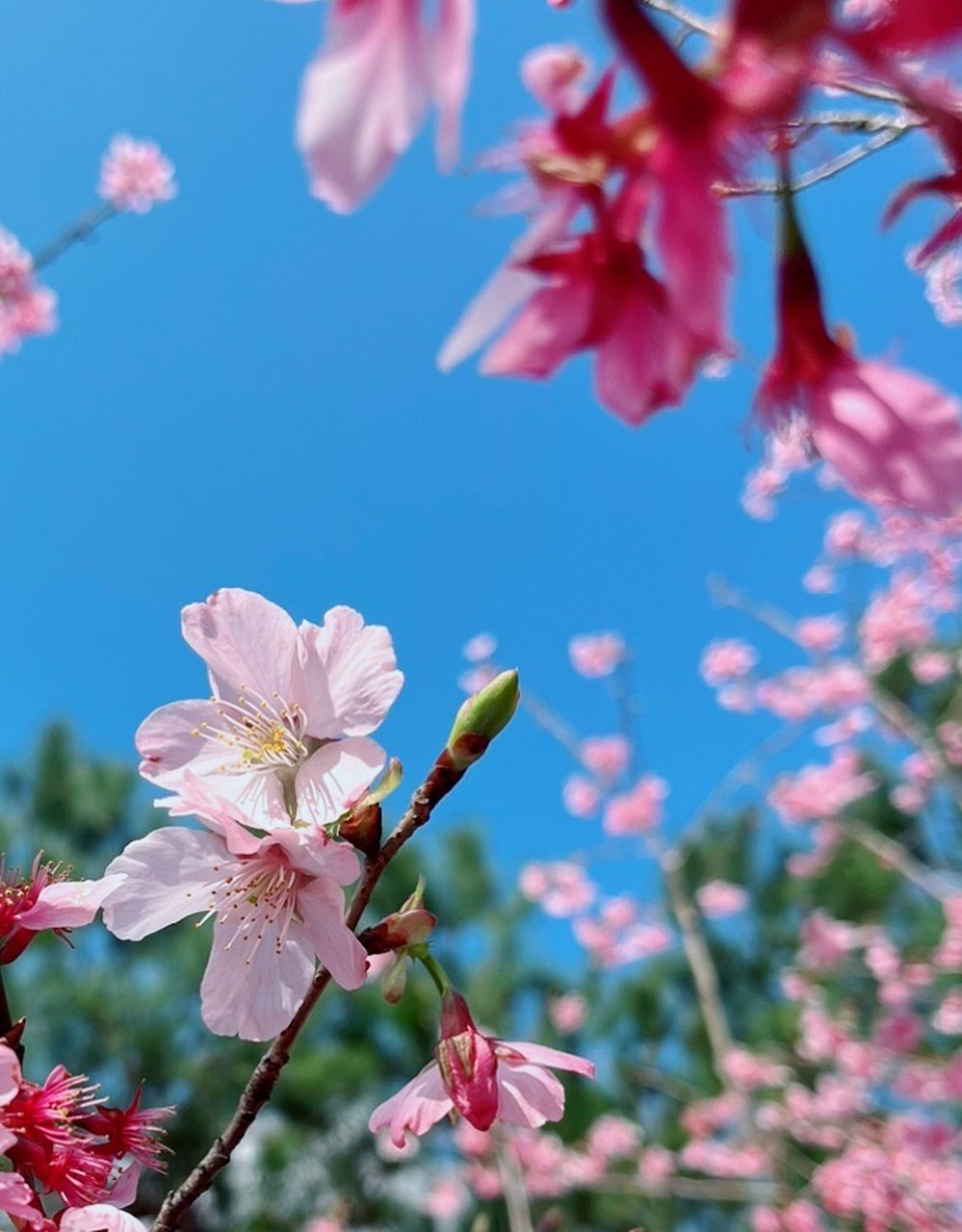 大田县县花图片