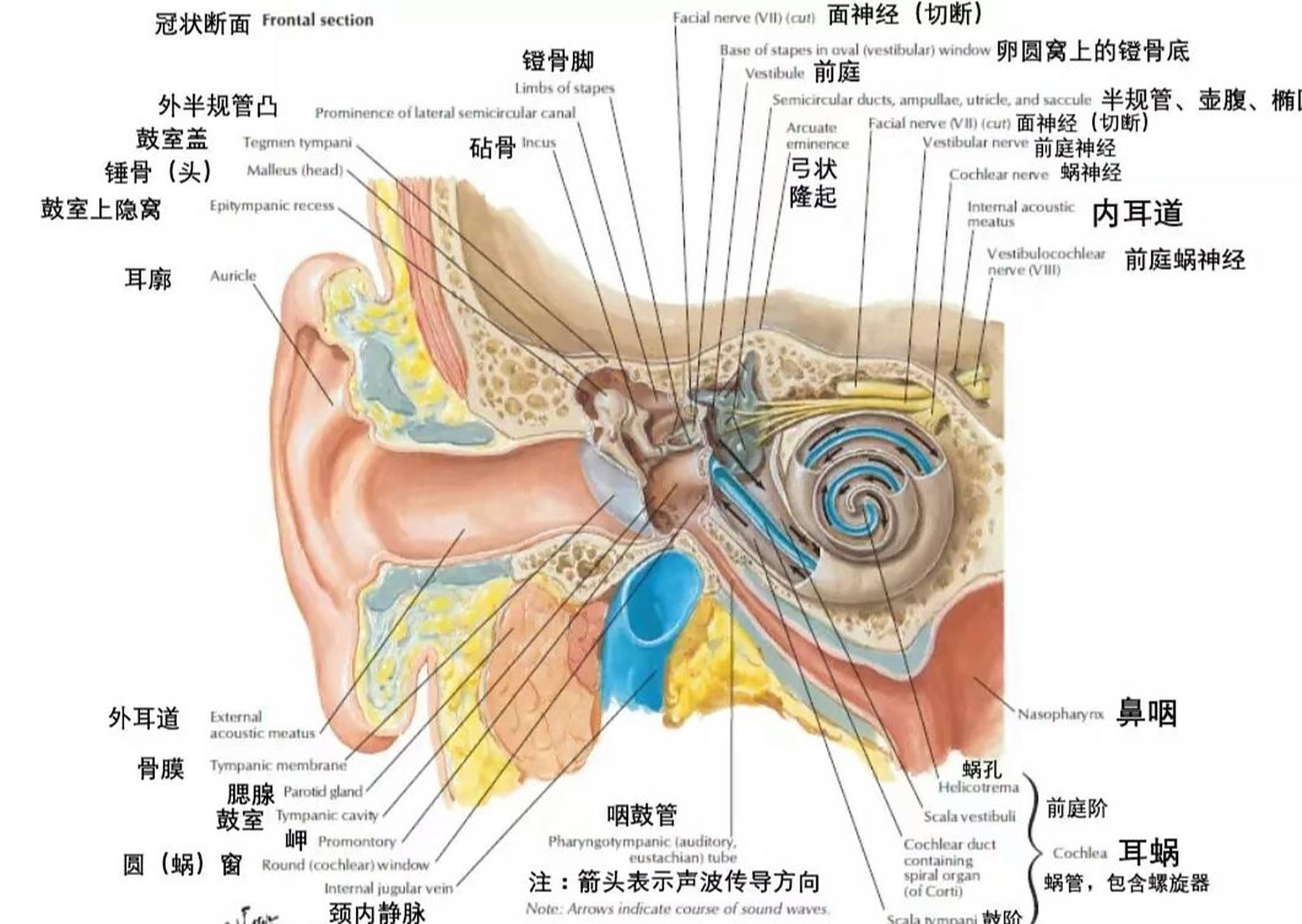 耳朵解剖图,内部构造