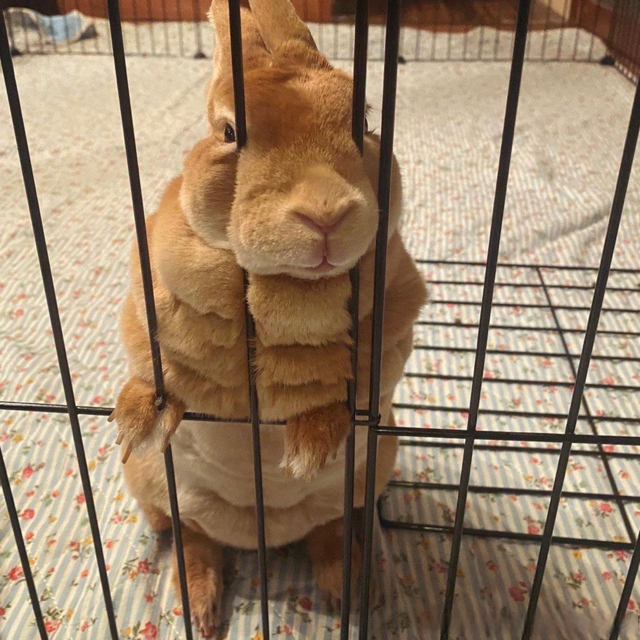 肌肉兔兔,一拳能打飞我八百米的感觉.