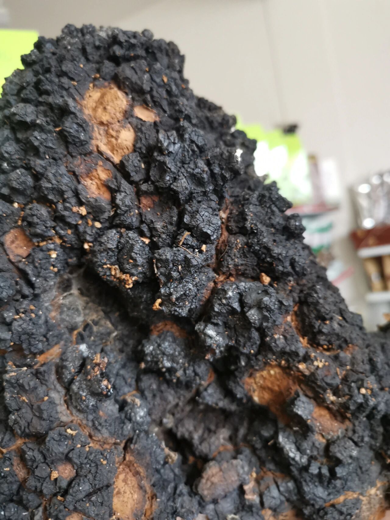 天然野生桦树茸功效:降血糖高达93%,降血压,降血脂