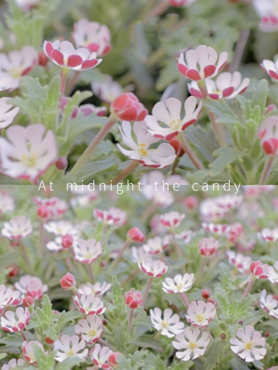 每日一植 |「午夜糖果」夜香福禄考 91植物名称 :  夜香福禄考「zal