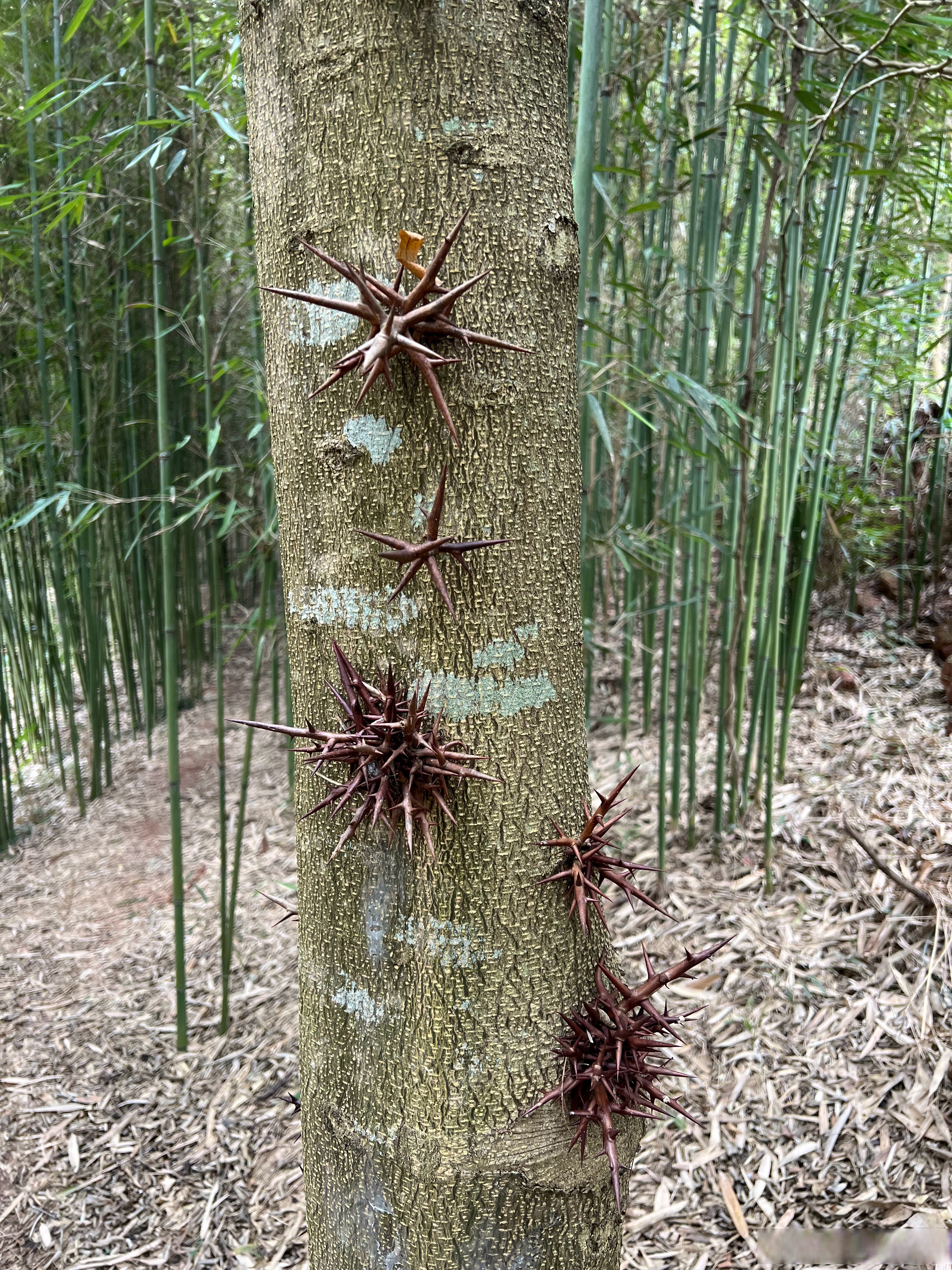 树干上长刺的叫什么树图片