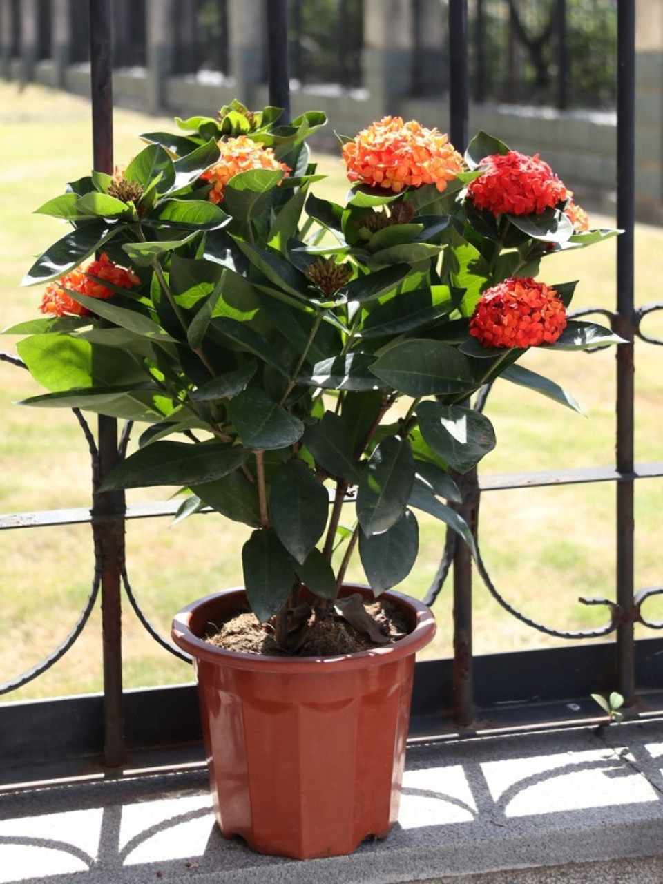 四季开花不断98超好养阳台庭院植物 94龙船花94 16615龙船