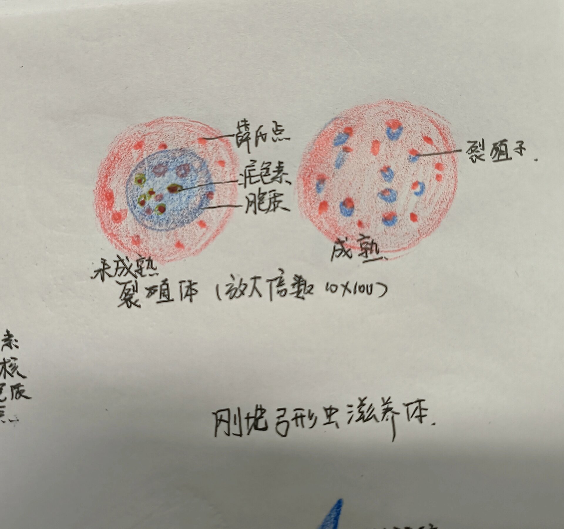 刚地弓形虫手绘图片