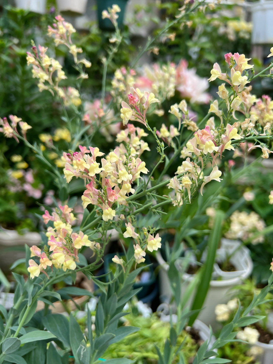 秋天必买的草花之「姬金鱼草」 宿根姬金鱼草"杏色魅力" 是多年生常绿