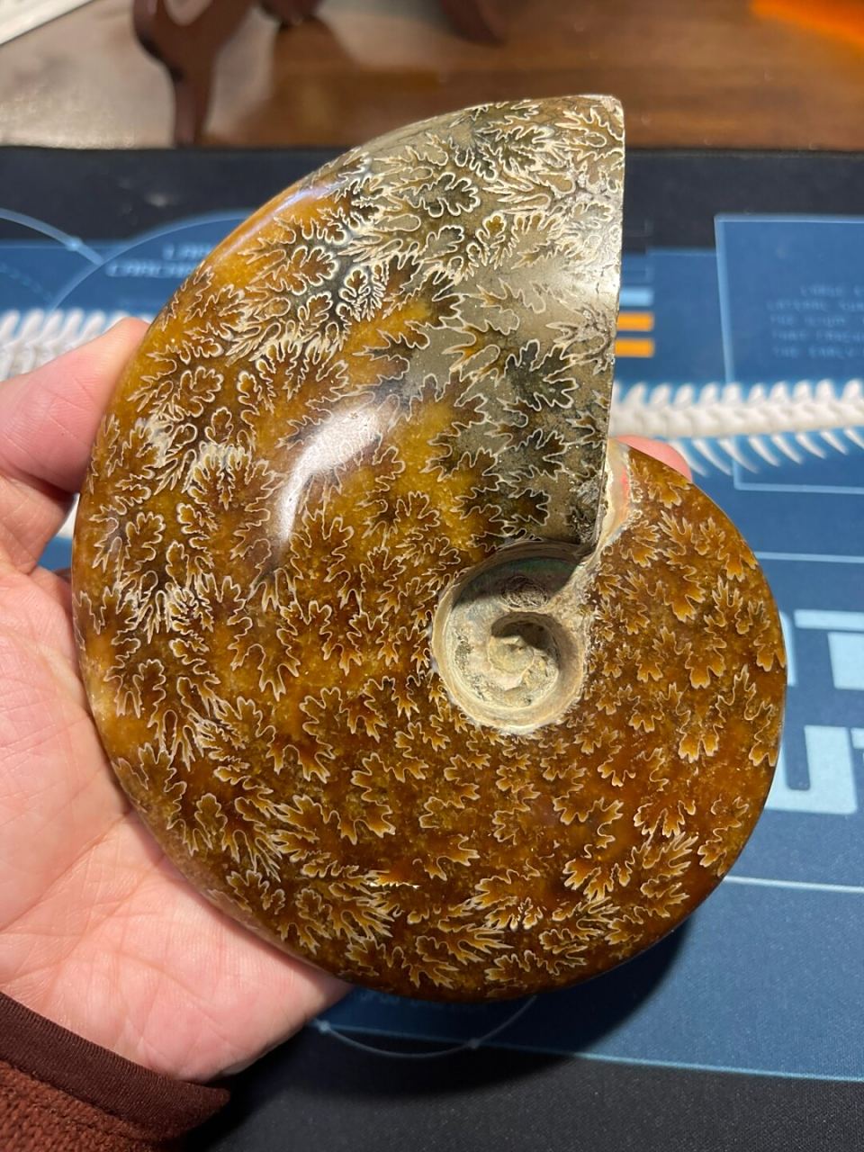 黄铁矿化的菊石化石 #科普# #古生物# #菊石化石# #菊石# #化石# #古