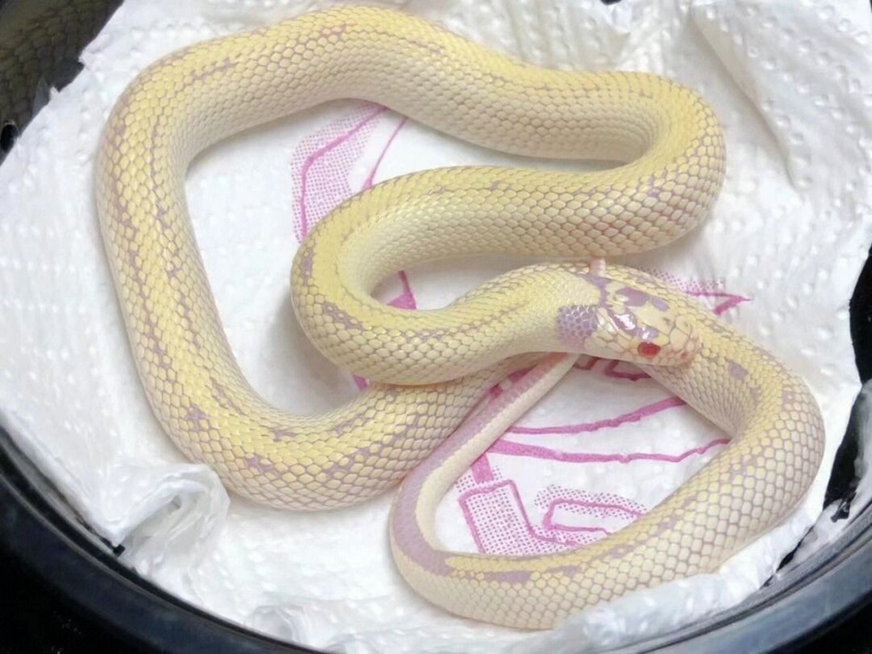 白化香蕉王蛇 香蕉王蛇是一种王蛇的变异体