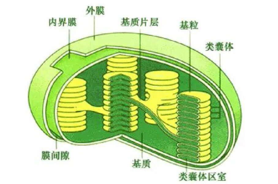 叶绿体结构简图怎么画图片