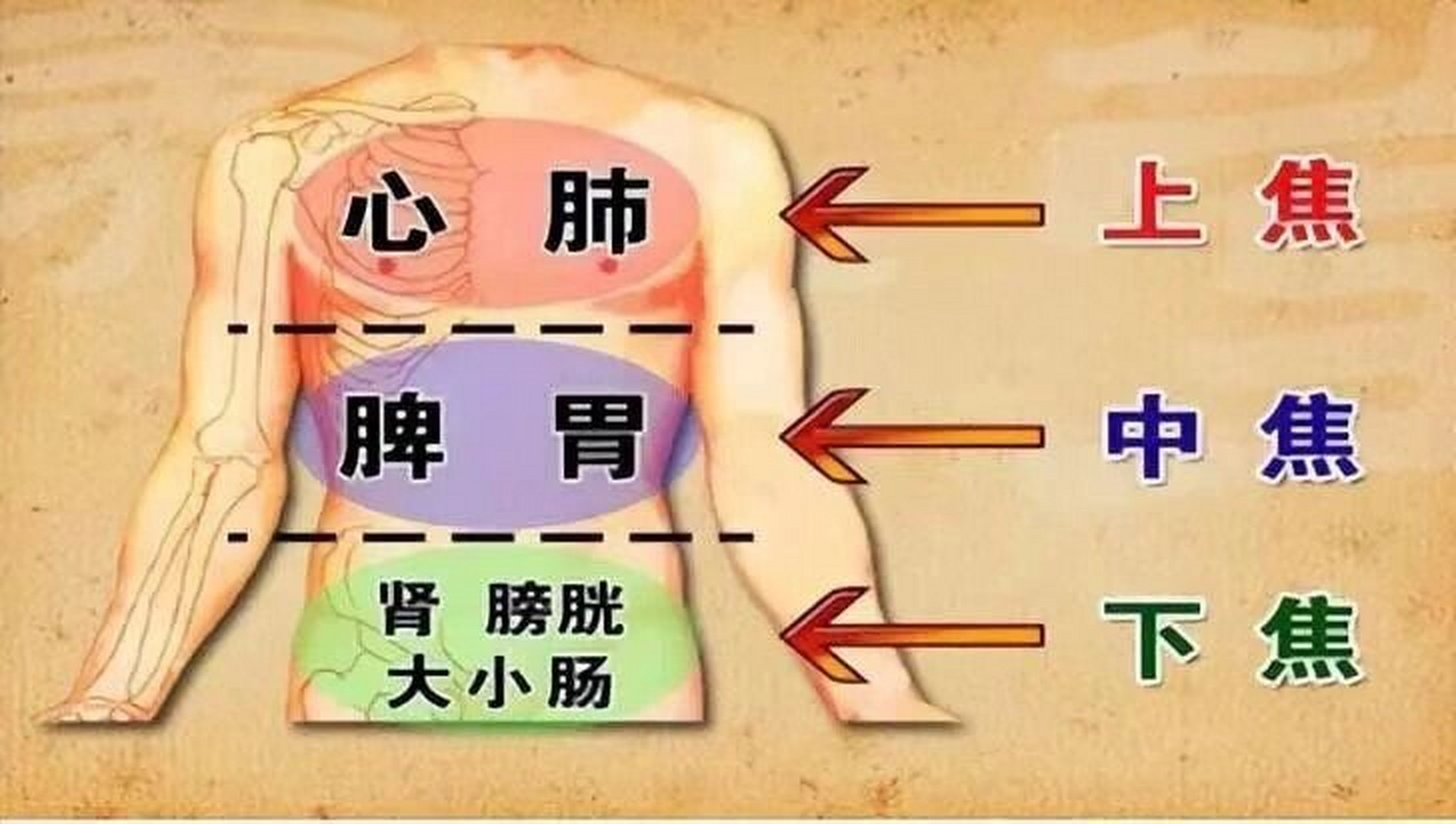 背部是人体五脏六腑的反射区.