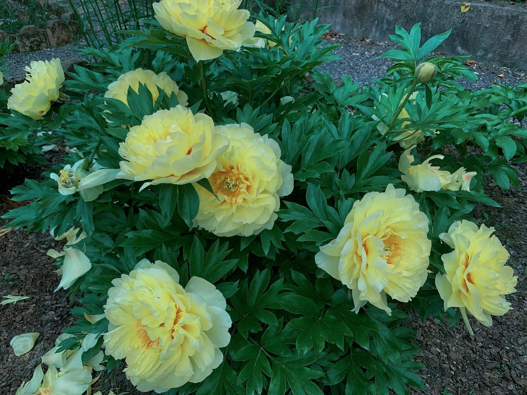 芍药|芭茨拉 芭茨拉bartzella是牡丹和芍药杂交产生的混血儿,属于"