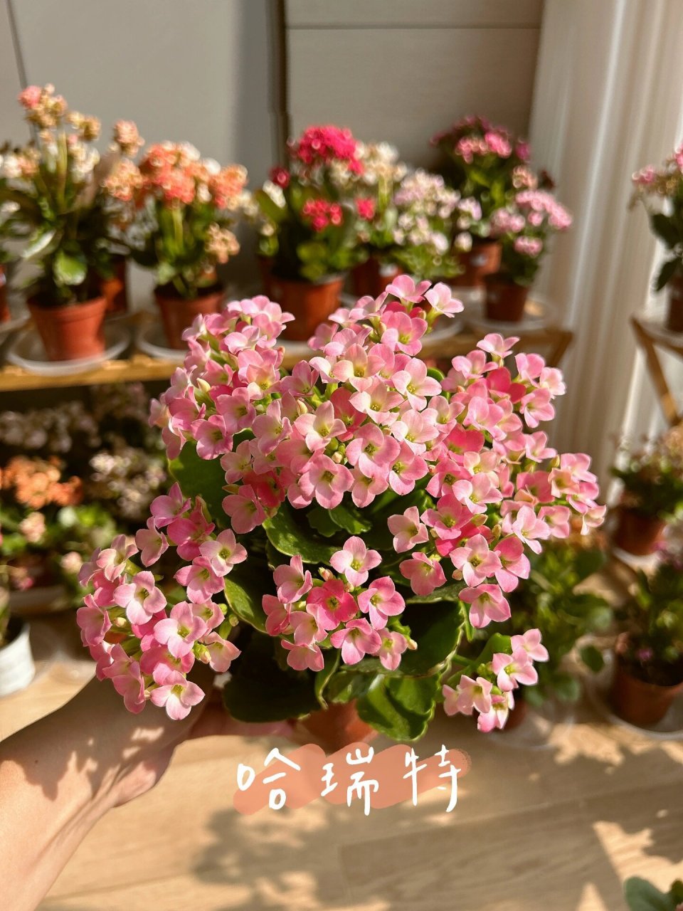 长寿花(30)哈瑞特--单瓣 淡妆浓抹总相宜～入手的第二盆单瓣,看惯了