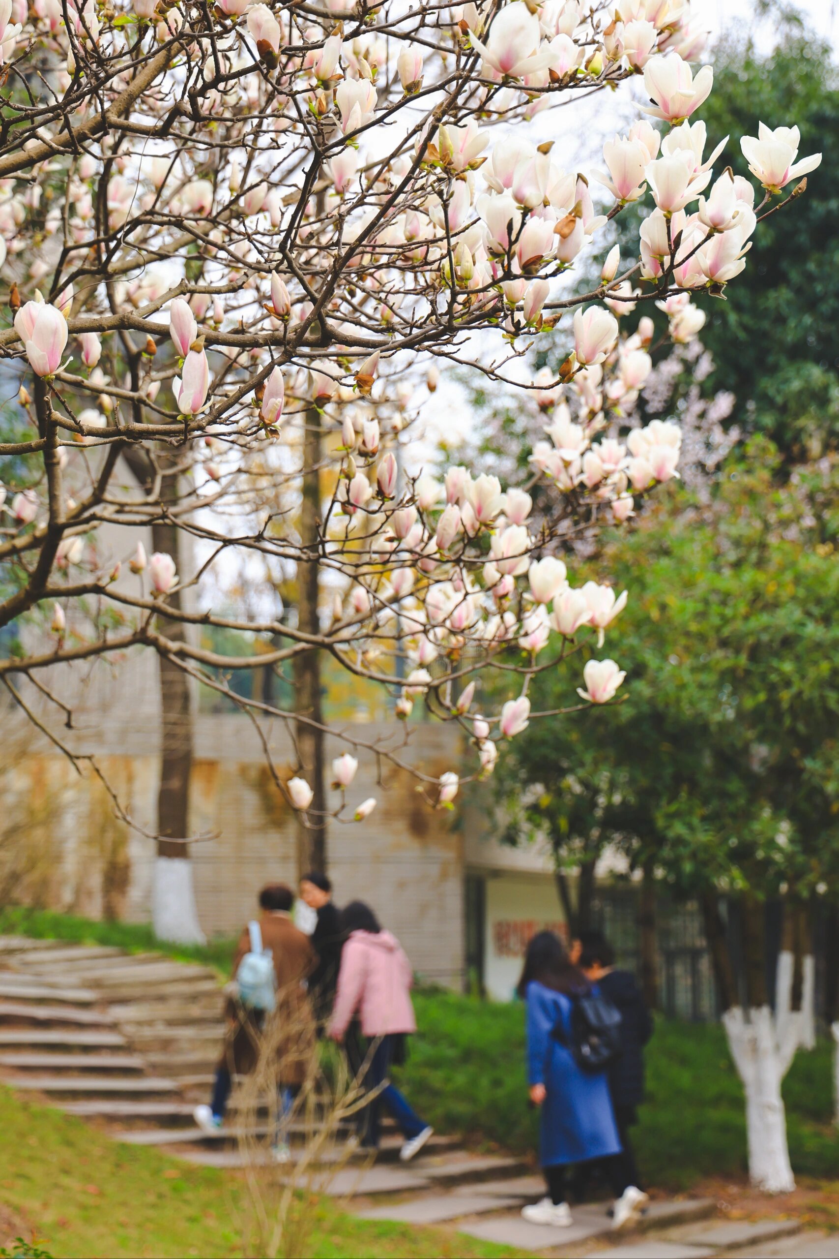 重庆理工大学花溪图片