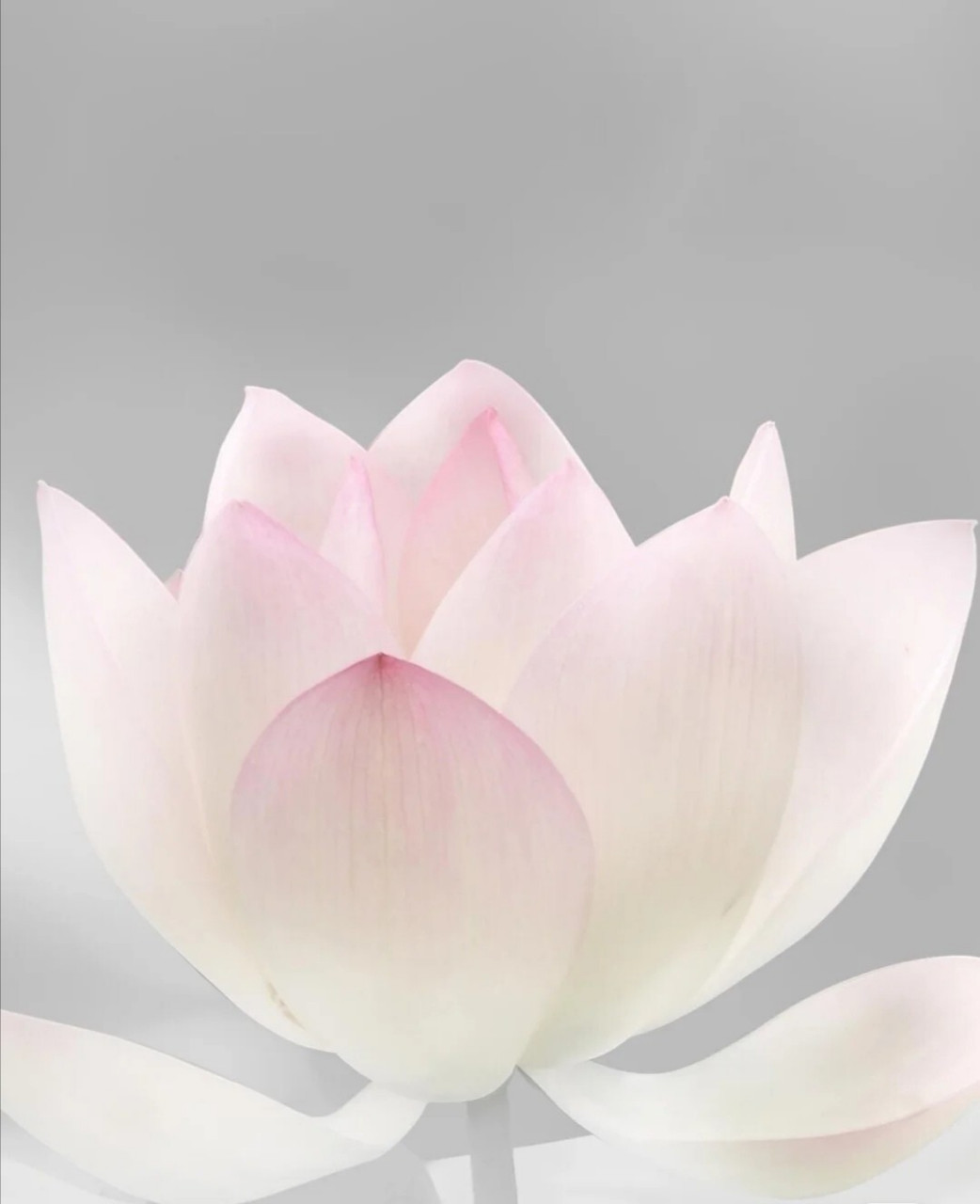 妄语,恶口,两舌,绮语最损福报 一,妄言,心口相违,欺诳他人.