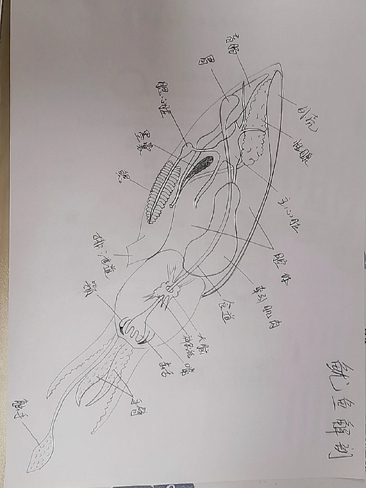 鱿鱼解刨图