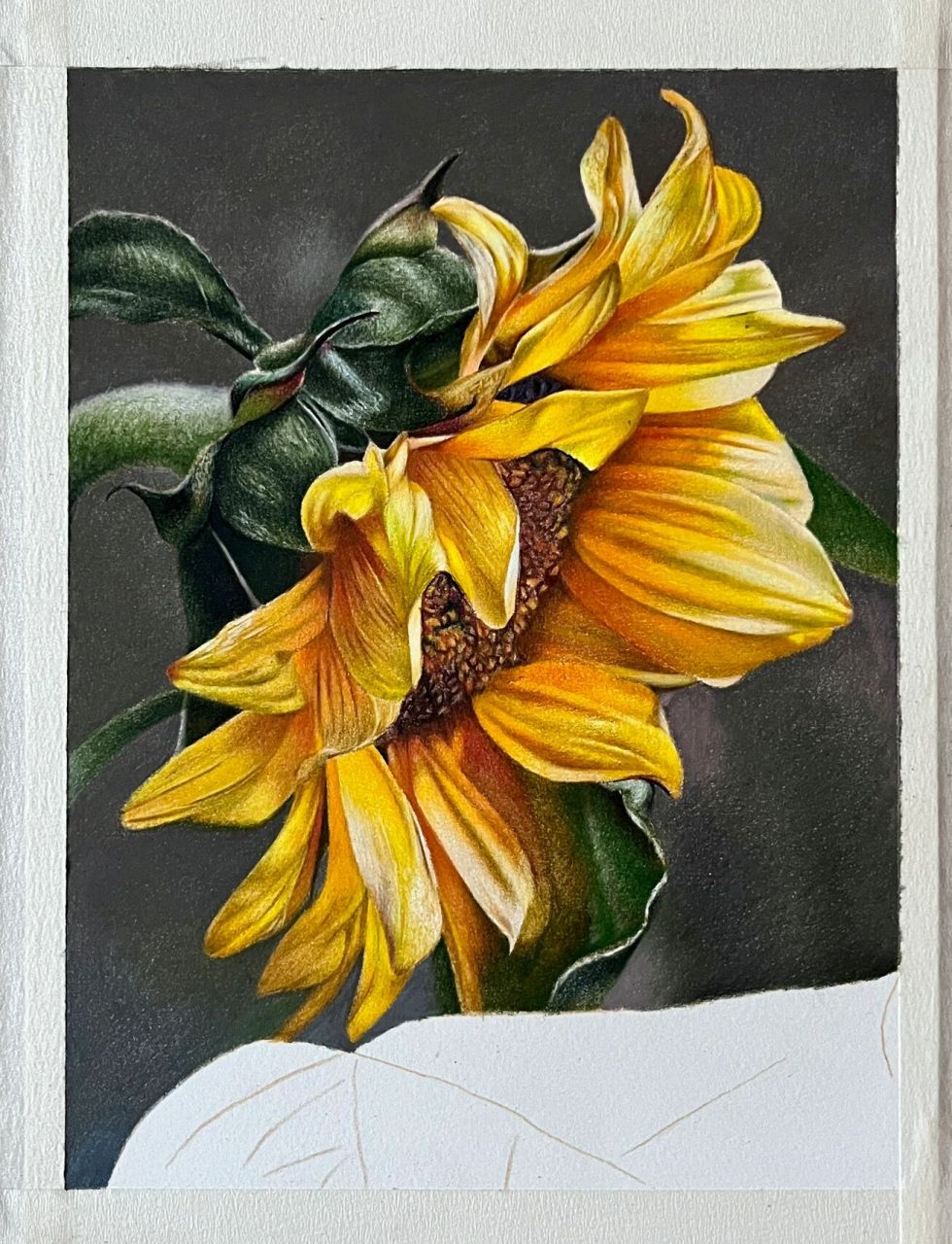 立秋了,送你一朵向日葵,祝你向阳而生彩铅画 彩铅画,向日葵,8月团练