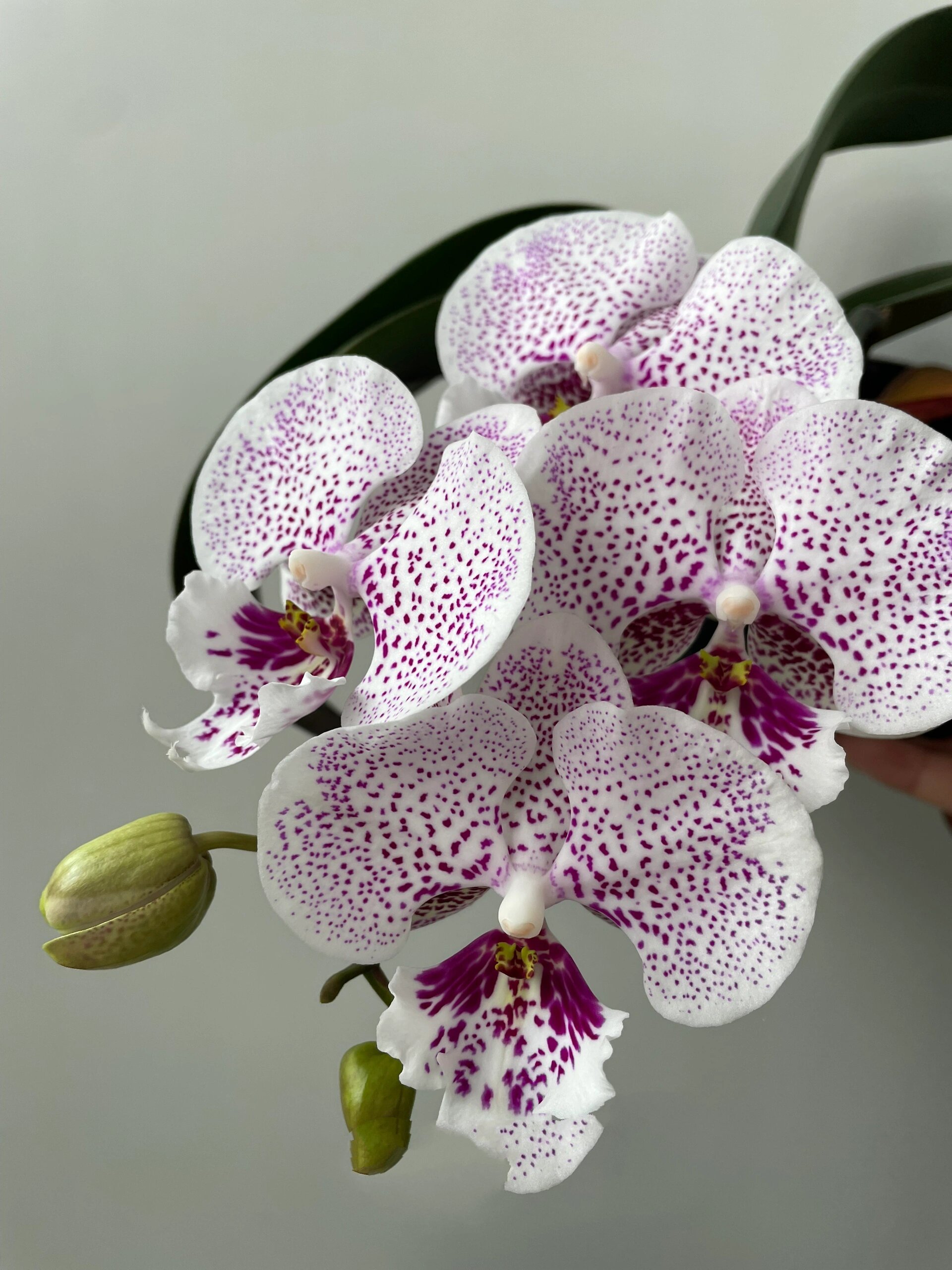 蝴蝶兰|枫叶大舌头 舌头还是蛮特别的