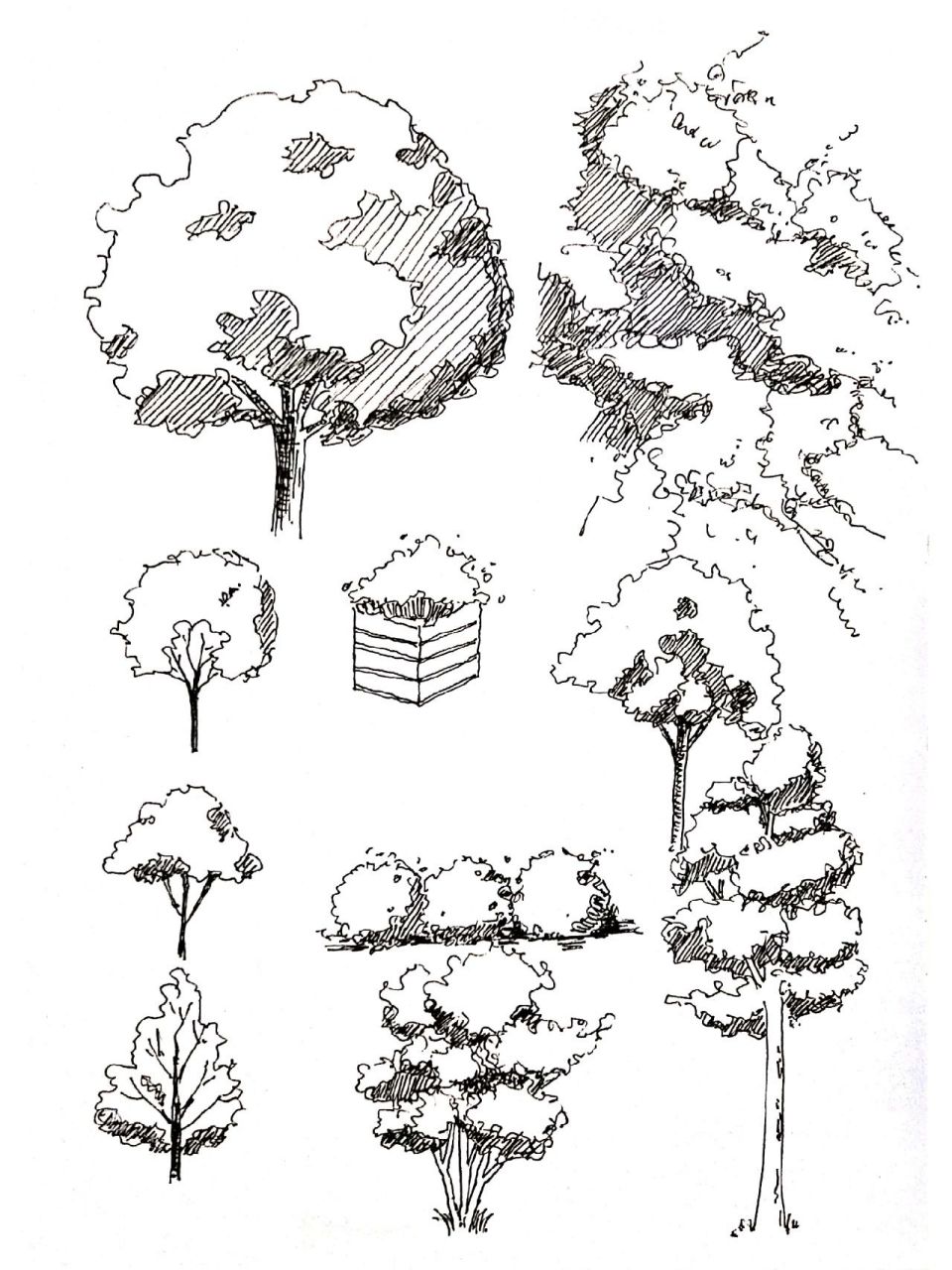 根据自己写生作品中的题材,总结几张速写植物画法