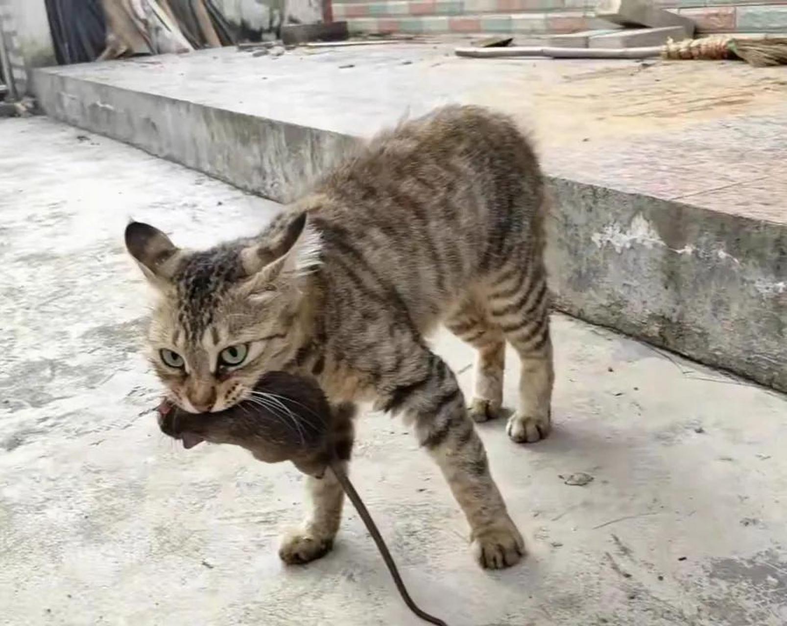 抓老鼠还得是咱中华狸花猫厉害,一口咬住大老鼠的脖子,狸花猫嘴里还