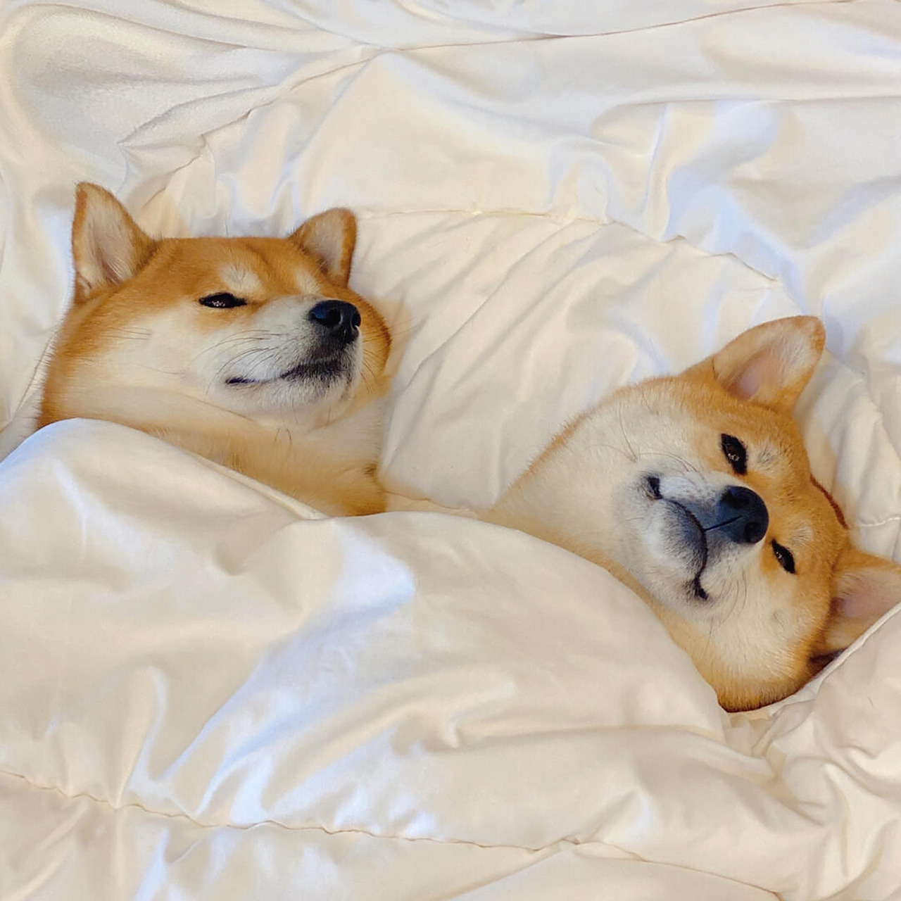 2021最新微信头像|背景图 可爱的柴犬又来啦,这次是来了两只哟 哈哈哈