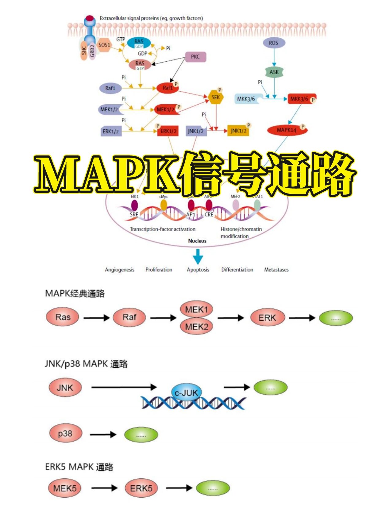 AMPK通路图片