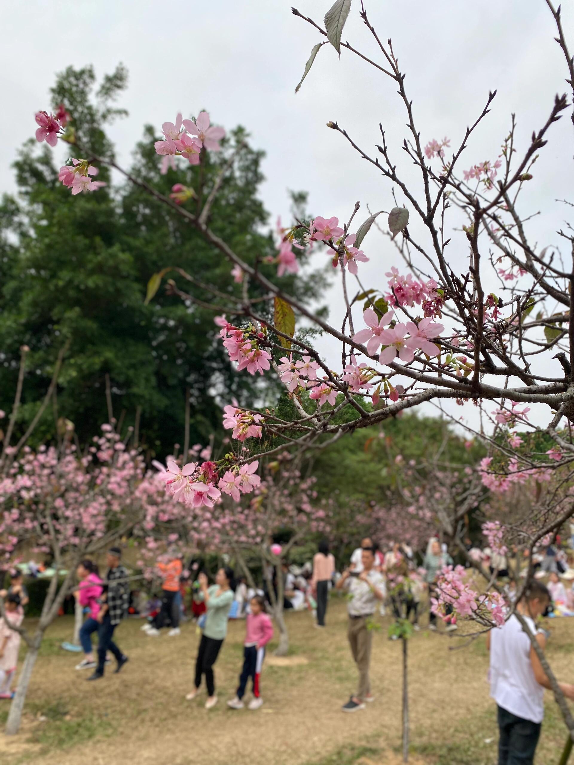 聚龙山公园樱花图片