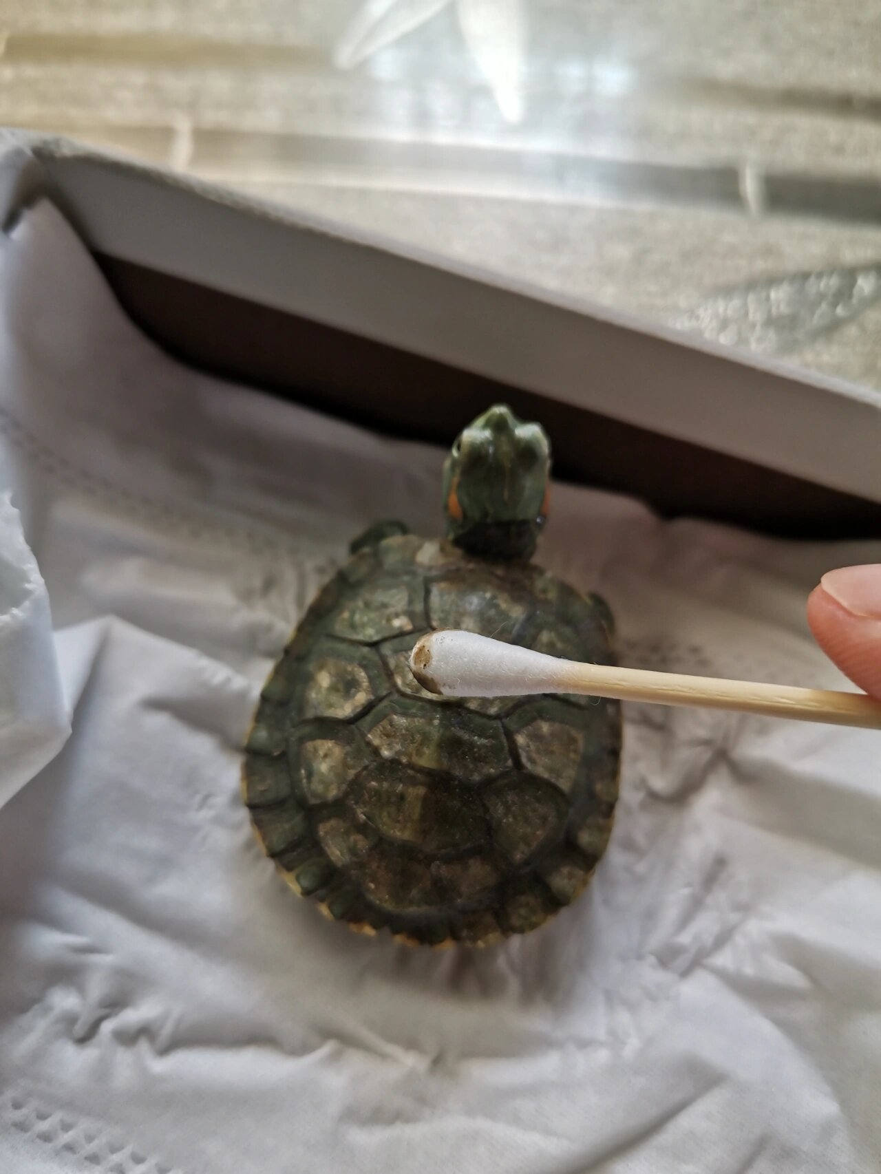 乌龟脱皮 两个多月前买回来就有一层要脱未脱的皮,一直没脱下去,龟龟