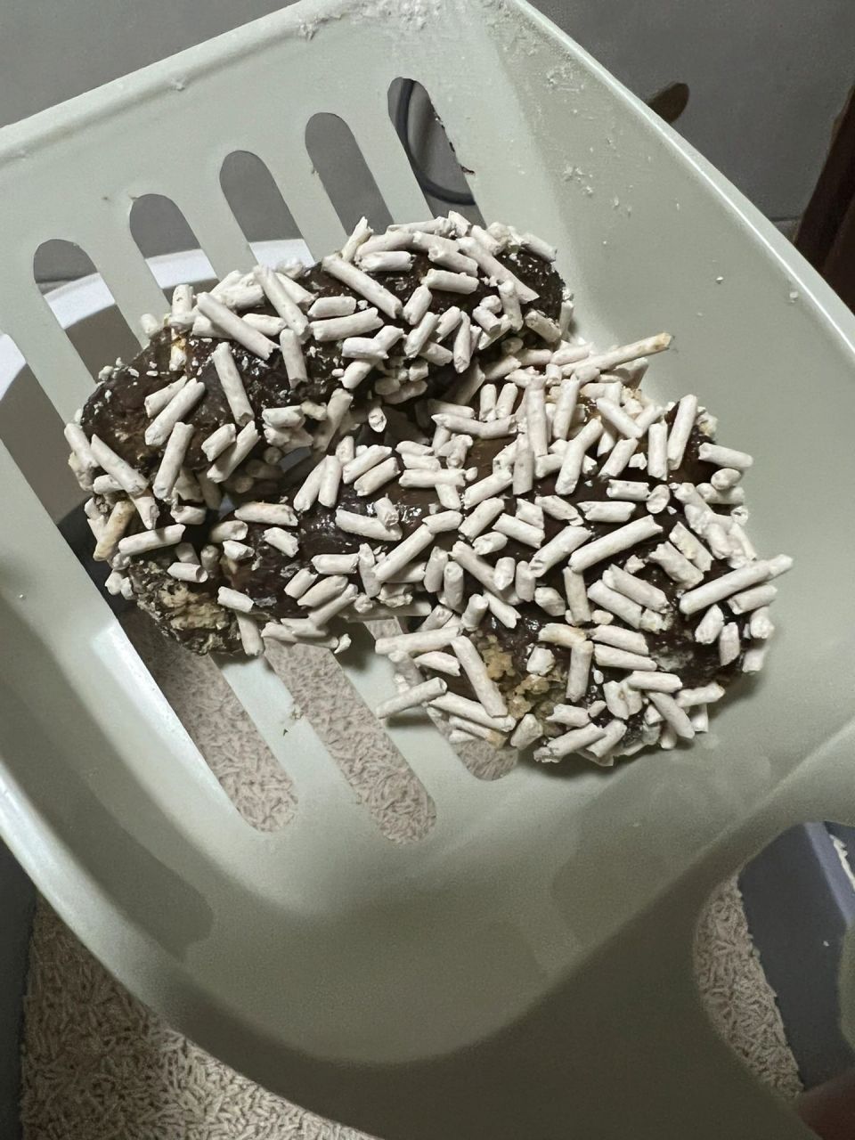 猫感觉精神啥的都挺好的,五个半月