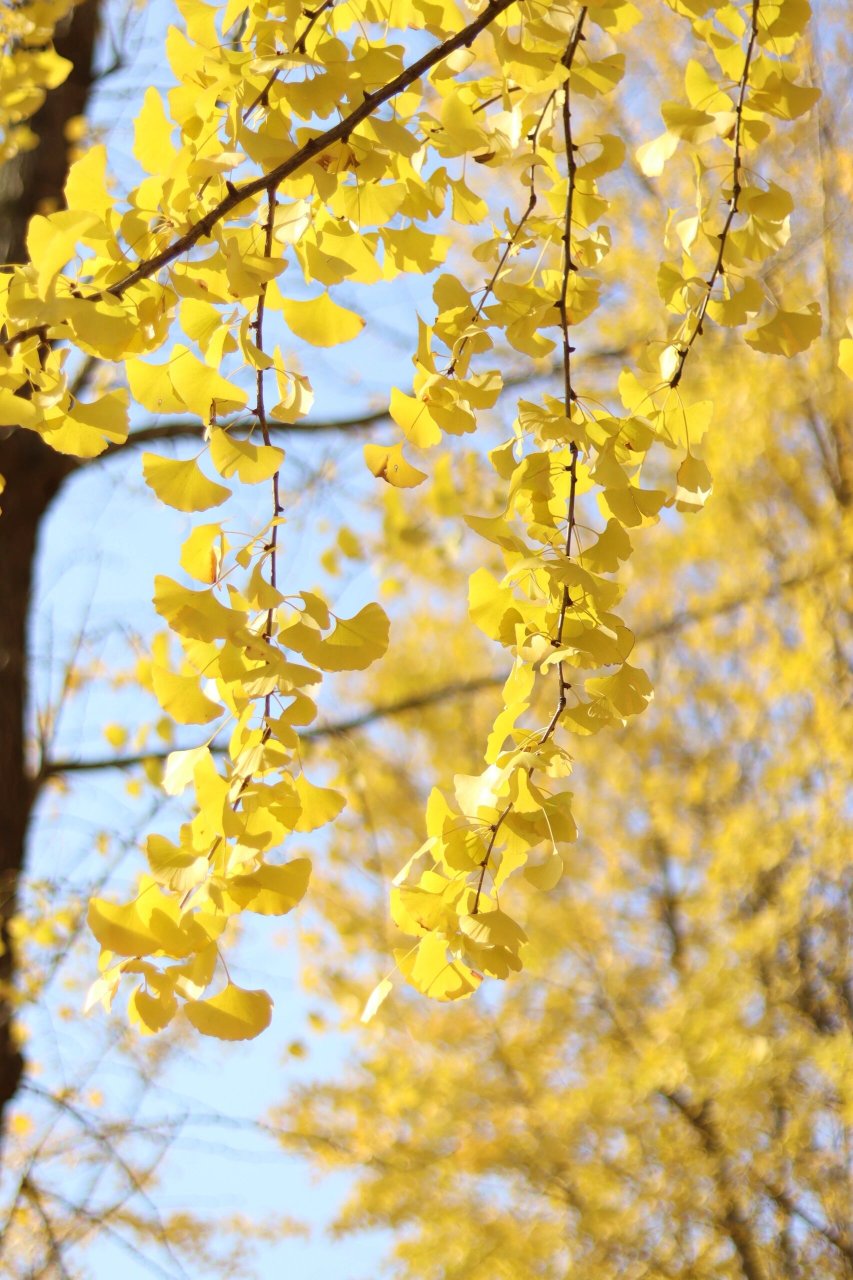 秋日美图|银杏99 晴天拍摄的银杏,每一片树叶都发着光7715.