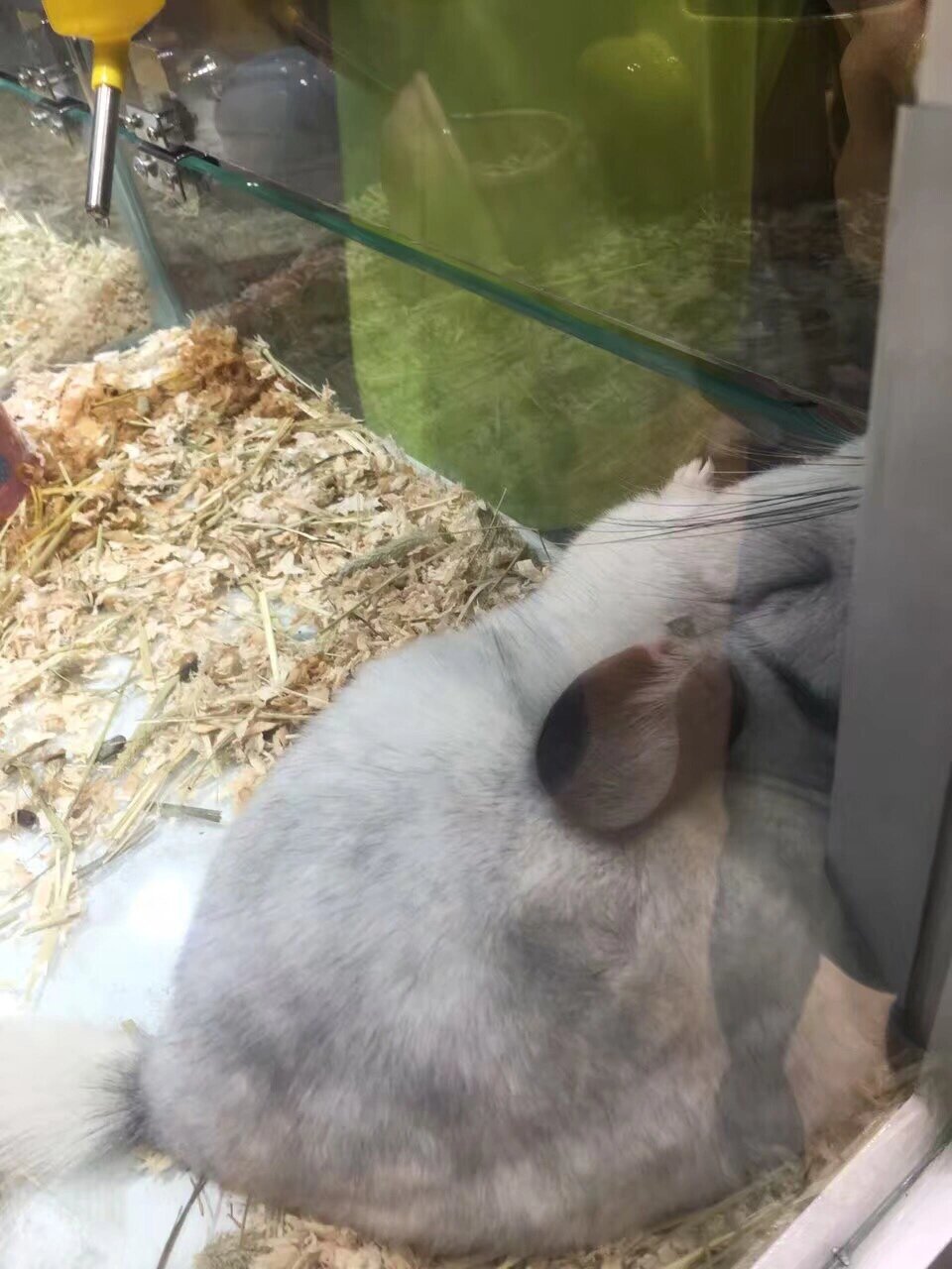 🦷糟糕,被龙猫咬了怎么办?