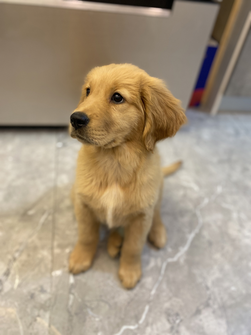 金毛一个月的变化 求助求助!