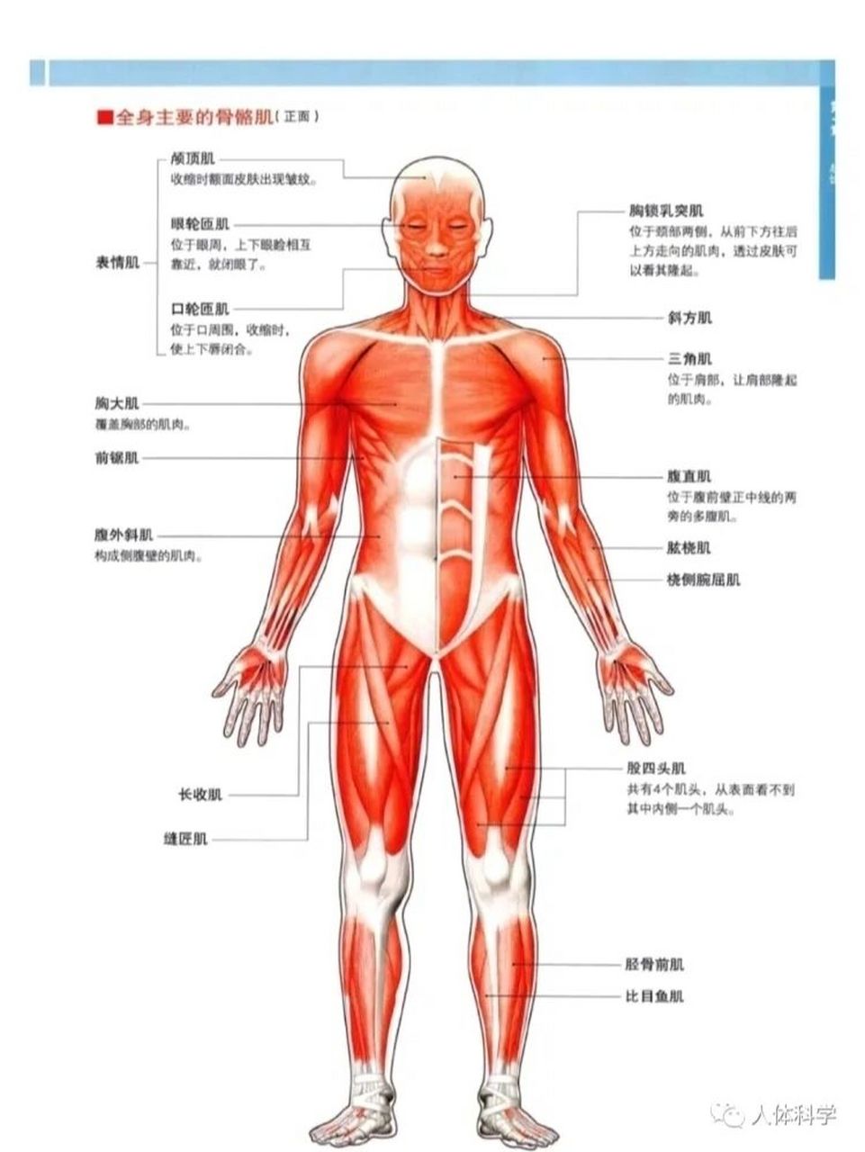 人体结构图位置疼痛图片