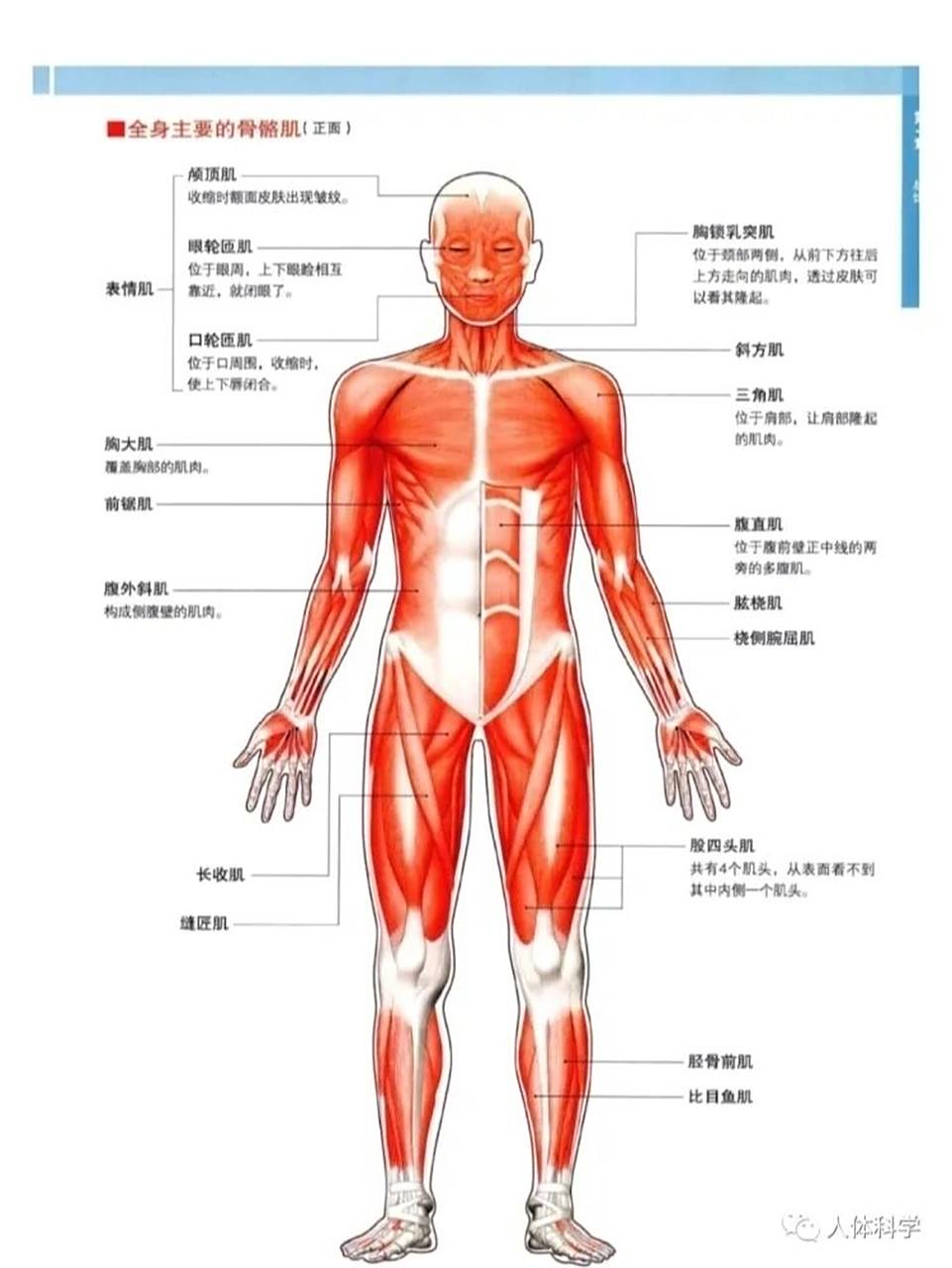 医学上人体疼痛等级划分出了12个级别 第一级:不经意间如蚊虫叮咬般的