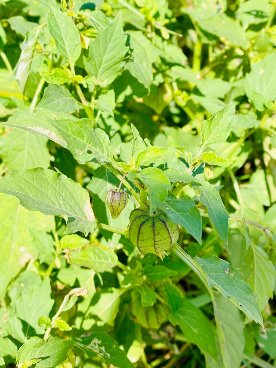 苦蘵|灯笼果 小时候最喜欢在田间地头找寻它的身影, 长得像个小灯笼